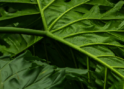 療癒的節奏：植物拓染工作坊